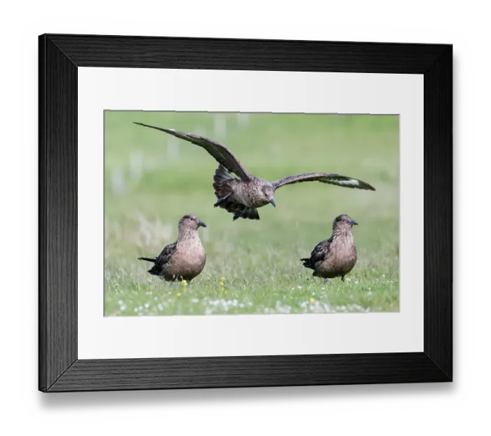 Framed Print : Great skuas (Stercorarius skua) gathering for communal bathing on fresh water, one of the rare moments they behave as a colony, Hermaness National Scenic Area, Shetland, Scotland Framed Print : Great skuas (Stercorarius skua) gathering for communal bathing on fresh water, one of the rare moments they behave as a colony, Hermaness National Scenic Area, Shetland, Scotland