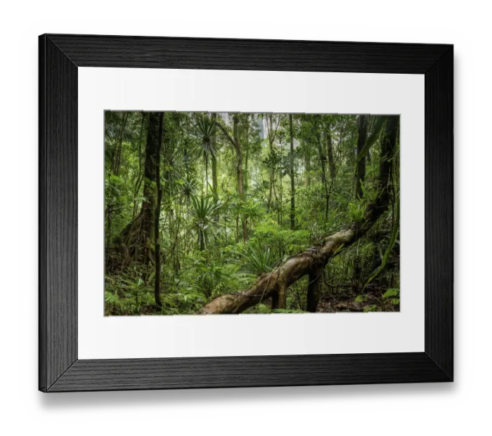 Framed Print : Mountain rainforest with stilt roots, Marojejy National Park, Madagascar. April, 2018 Framed Print : Mountain rainforest with stilt roots, Marojejy National Park, Madagascar. April, 2018