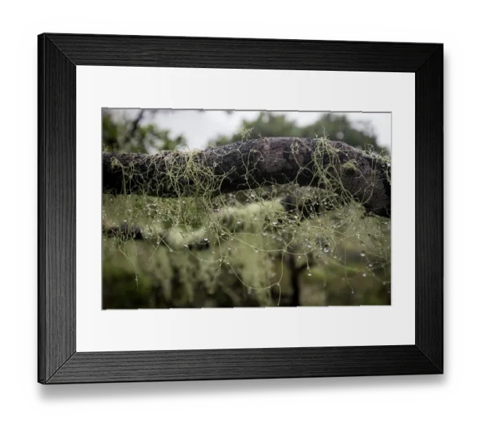 Framed Print : Dew on lichens in mountain cloud forest (ca. 1800 m), Marojejy National Park, Madagascar Framed Print : Dew on lichens in mountain cloud forest (ca. 1800 m), Marojejy National Park, Madagascar