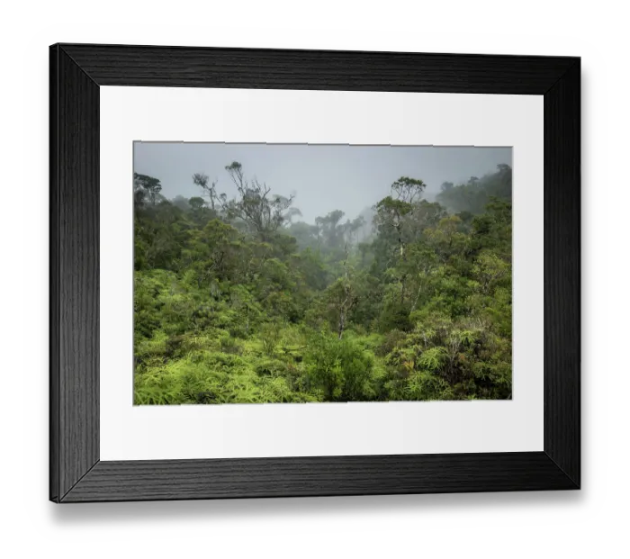 Framed Print : Mountain rainforest transitioning into dwarf forest (1200-1300 m), Marojejy National Park, Madagascar. April, 2018 Framed Print : Mountain rainforest transitioning into dwarf forest (1200-1300 m), Marojejy National Park, Madagascar. April, 2018