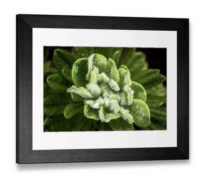 Framed Print : High-altitude plant growing close to mountain summit, Marojejy National Park, Madagascar Framed Print : High-altitude plant growing close to mountain summit, Marojejy National Park, Madagascar