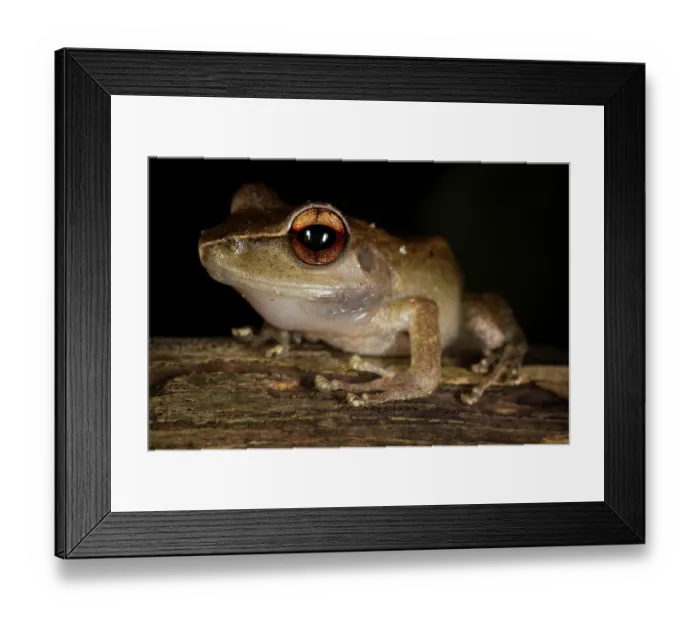 Framed Print : Bright eyed frog (Boophis rhodoscelis) portrait, Masoala National Park, Madagascar. Endangered Framed Print : Bright eyed frog (Boophis rhodoscelis) portrait, Masoala National Park, Madagascar. Endangered