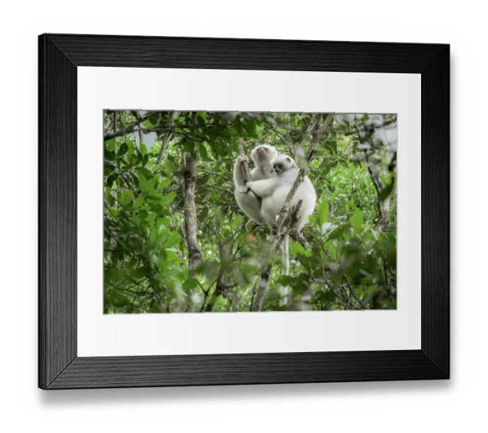 Framed Print : RF - Two Silky sifakas (Propithecus candidus) sitting in a tree, Marojejy National Park, Madagascar. Critically endangered Framed Print : RF - Two Silky sifakas (Propithecus candidus) sitting in a tree, Marojejy National Park, Madagascar. Critically endangered