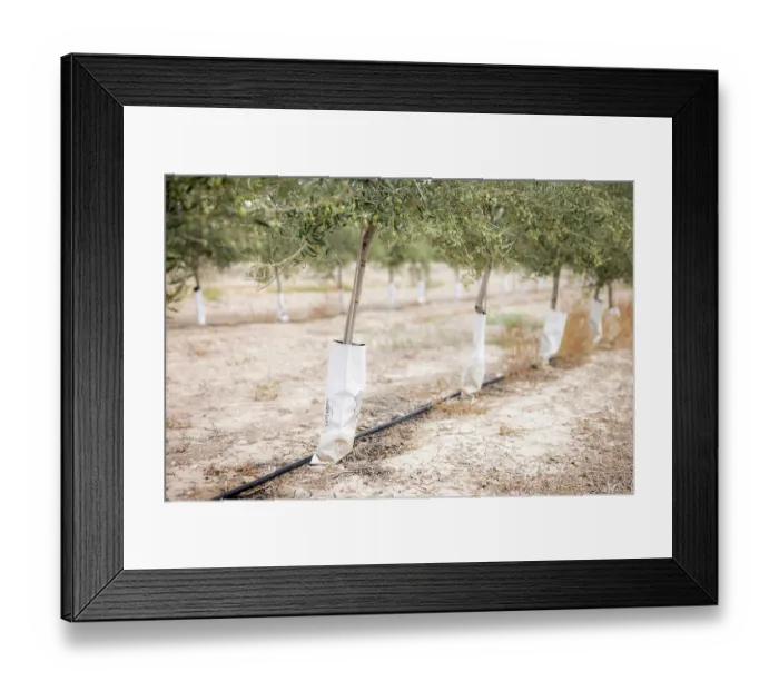 Framed Print : Intensive olive tree plantation, Jaen district, southern Spain. October, 2023 Framed Print : Intensive olive tree plantation, Jaen district, southern Spain. October, 2023