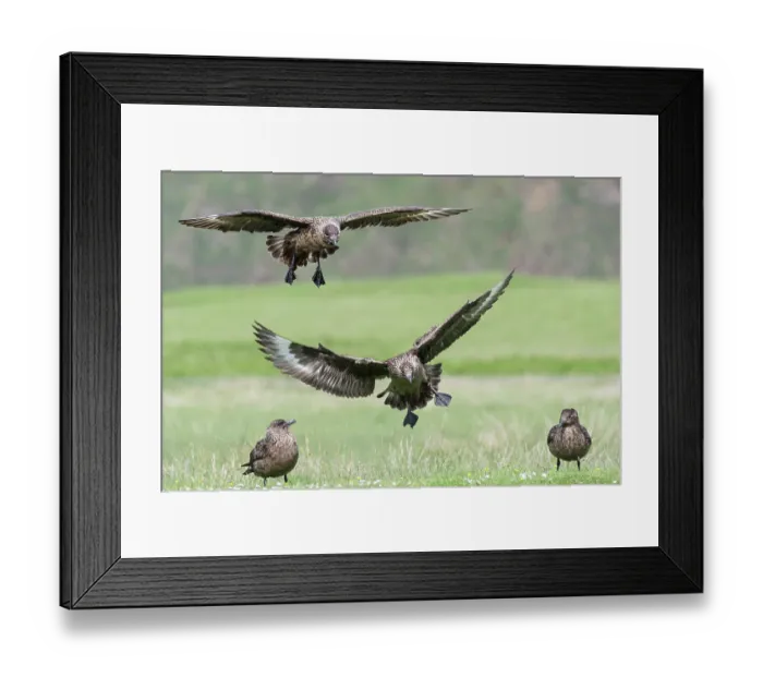 Framed Print : Great skuas (Stercorarius skua) gathering for communal bathing on fresh water, one of the rare moments they behave as a colony, Hermaness National Scenic Area, Shetland, Scotland Framed Print : Great skuas (Stercorarius skua) gathering for communal bathing on fresh water, one of the rare moments they behave as a colony, Hermaness National Scenic Area, Shetland, Scotland