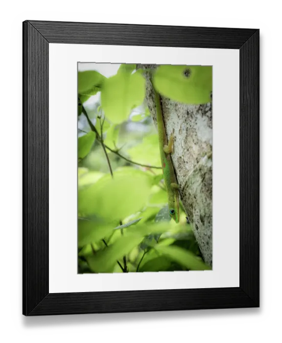Framed Print : Lesser day gecko (Phelsuma pusilla) resting on tree trunk, Marojejy National Park, Madagascar Framed Print : Lesser day gecko (Phelsuma pusilla) resting on tree trunk, Marojejy National Park, Madagascar