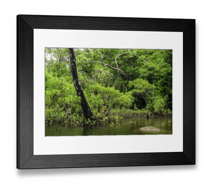 Framed Print : Mangrove forest, Masoala National Park, Madagascar. April, 2018 Framed Print : Mangrove forest, Masoala National Park, Madagascar. April, 2018