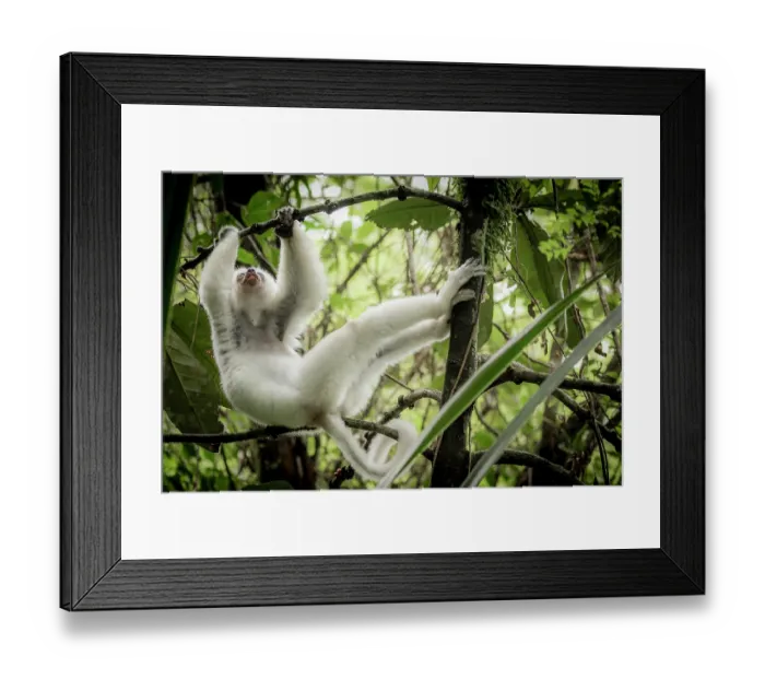 Framed Print : Silky sifaka (Propithecus candidus) hanging from a branch, Marojejy National Park, Madagascar. Critically endangered Framed Print : Silky sifaka (Propithecus candidus) hanging from a branch, Marojejy National Park, Madagascar. Critically endangered