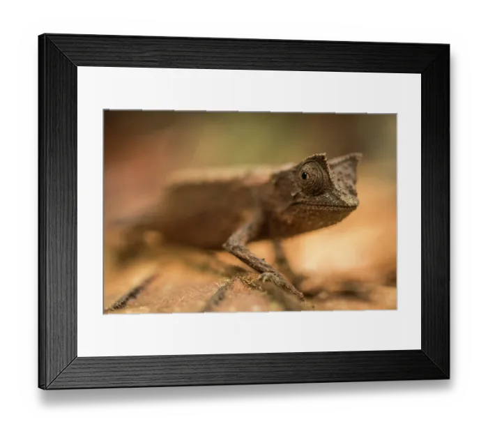 Framed Print : Marojejy leaf chameleon (Brookesia griveaudi) portrait, Marojejy National Park, Madagascar Framed Print : Marojejy leaf chameleon (Brookesia griveaudi) portrait, Marojejy National Park, Madagascar