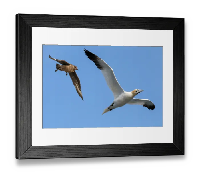 Framed Print : Great skua (Stercorarius skua) in flight attacking a Northern gannet (Morus bassanus), Hermaness National Scenic Area, Shetland Islands, Scotland, UK. June Framed Print : Great skua (Stercorarius skua) in flight attacking a Northern gannet (Morus bassanus), Hermaness National Scenic Area, Shetland Islands, Scotland, UK. June