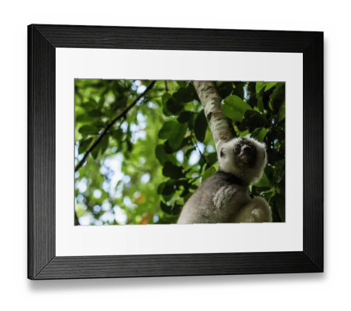 Framed Print : Silky sifaka (Propithecus candidus) sitting in a tree, Marojejy National Park, Madagascar. Critically endangered Framed Print : Silky sifaka (Propithecus candidus) sitting in a tree, Marojejy National Park, Madagascar. Critically endangered