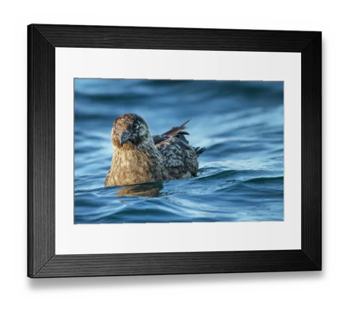 Framed Print : Great skua (Stercorarius skua) on water, Hermaness National Scenic Area, Shetland Islands, Scotland, UK. July
