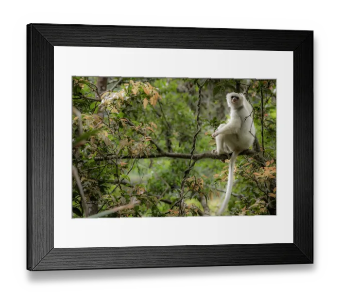 Framed Print : Silky sifaka (Propithecus candidus) sitting in a tree, Marojejy National Park, Madagascar. Critically endangered Framed Print : Silky sifaka (Propithecus candidus) sitting in a tree, Marojejy National Park, Madagascar. Critically endangered