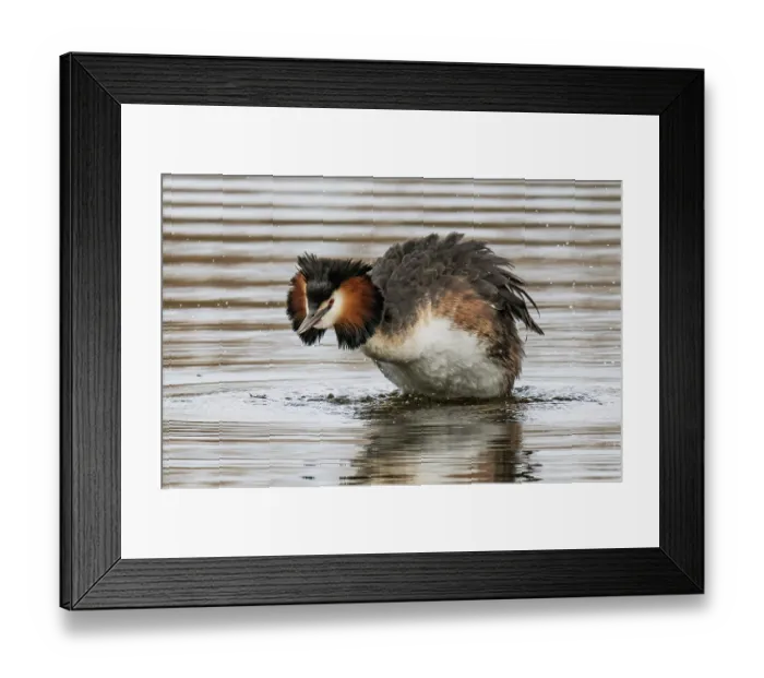 Framed Print : Great crested grebe (Podiceps cristatus) male, standing in shallow water preening and shaking feathers dry, Cherine Nature Reserve, La Brenne, France. April Framed Print : Great crested grebe (Podiceps cristatus) male, standing in shallow water preening and shaking feathers dry, Cherine Nature Reserve, La Brenne, France. April