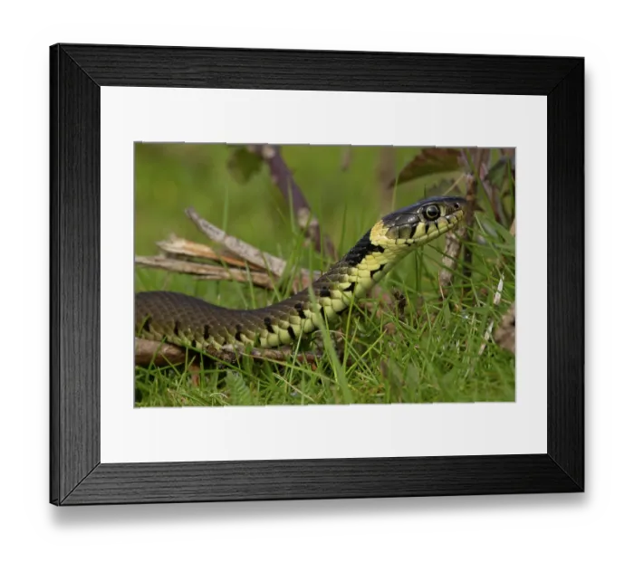 Framed Print : RF - Barred grass snake (Natrix helvetica) juvenile, portrait, Norfolk, England, UK. April. (This image may be licensed either as rights managed or royalty free.) Framed Print : RF - Barred grass snake (Natrix helvetica) juvenile, portrait, Norfolk, England, UK. April. (This image may be licensed either as rights managed or royalty free.)