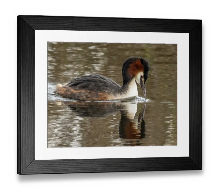 Framed Print : Great crested grebe (Podiceps cristatus) male, swimming and peering into the water, Cherine Nature Reserve, La Brenne, France. April Framed Print : Great crested grebe (Podiceps cristatus) male, swimming and peering into the water, Cherine Nature Reserve, La Brenne, France. April