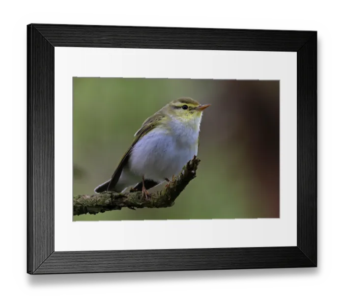 Framed Print : RF - Wood warbler (Phylloscopus sibilatrix) male, perched on branch, Northamptonshire, England, UK. June. (This image may be licensed either as rights managed or royalty free.) Framed Print : RF - Wood warbler (Phylloscopus sibilatrix) male, perched on branch, Northamptonshire, England, UK. June. (This image may be licensed either as rights managed or royalty free.)