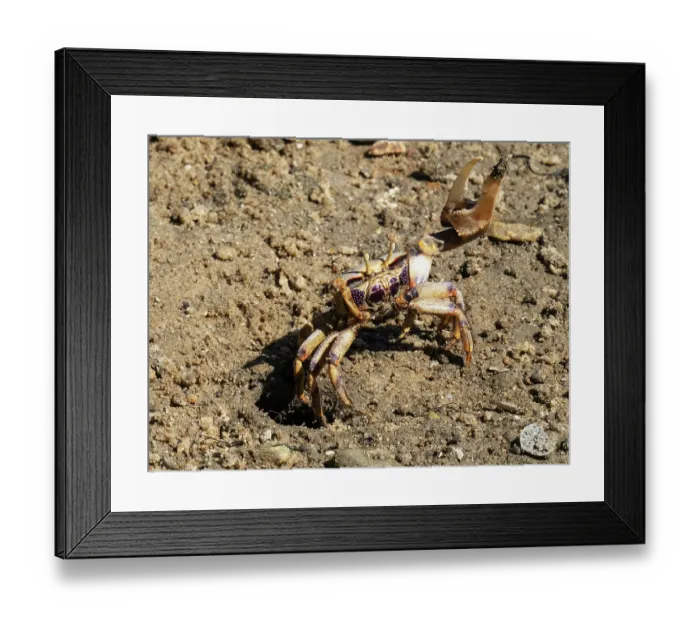 Framed Print : West African fiddler crab (Afruca tangeri) raising its massive claw, defensive behaviour, Olhao Salt Pans, Faro, Algarve, Portugal. April Framed Print : West African fiddler crab (Afruca tangeri) raising its massive claw, defensive behaviour, Olhao Salt Pans, Faro, Algarve, Portugal. April