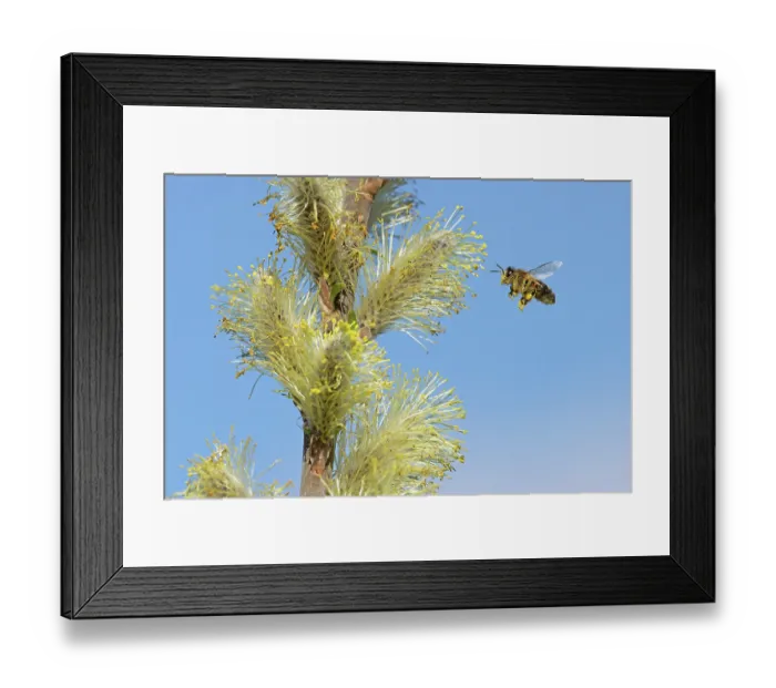 Framed Print : RF - Western honey bee (Apis mellifera) with pollen sacs flying towards Willow flower, Norfolk, England, UK. March Framed Print : RF - Western honey bee (Apis mellifera) with pollen sacs flying towards Willow flower, Norfolk, England, UK. March