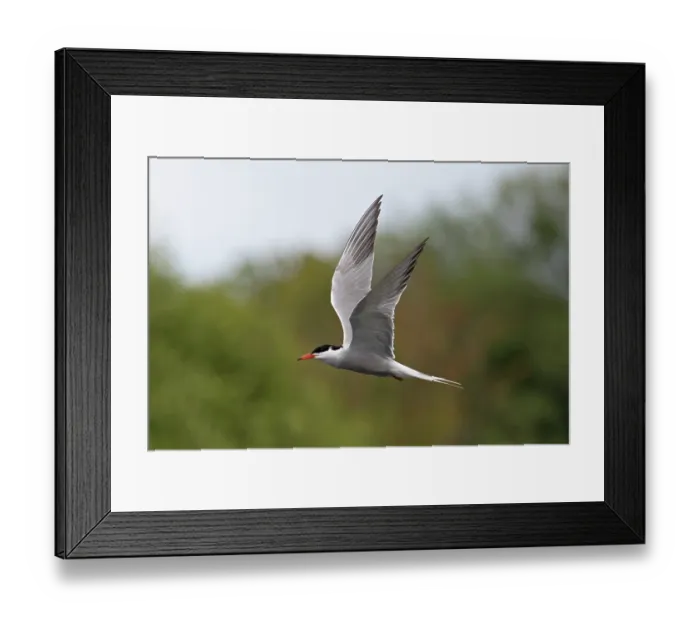 Framed Print : RF - Common tern (Sterna hirundo) in summer breeding plumage, in flight, Lincolnshire, England, UK. July. (This image may be licensed either as rights managed or royalty free.) Framed Print : RF - Common tern (Sterna hirundo) in summer breeding plumage, in flight, Lincolnshire, England, UK. July. (This image may be licensed either as rights managed or royalty free.)