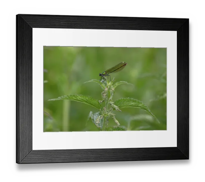 Framed Print : RF - Banded demoiselle (Calopteryx splendens) female, resting on stinging nettles, Norfolk, England, UK. June Framed Print : RF - Banded demoiselle (Calopteryx splendens) female, resting on stinging nettles, Norfolk, England, UK. June