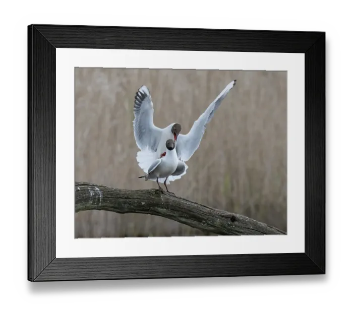 Framed Print : Black-headed gulls (Larus ridibundus) pair mating on a branch, Cherine Nature Reserve, La Brenne, France. April Framed Print : Black-headed gulls (Larus ridibundus) pair mating on a branch, Cherine Nature Reserve, La Brenne, France. April