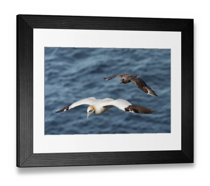 Framed Print : Great skua (Stercorarius skua) in flight attacking a Northern gannet (Morus bassanus), Hermaness National Scenic Area, Shetland Islands, Scotland, UK. June