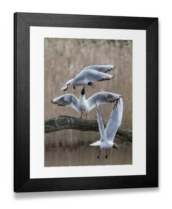Framed Print : Black-headed gulls (Larus ridibundus) fighting, Cherine Nature Reserve, La Brenne, France. April