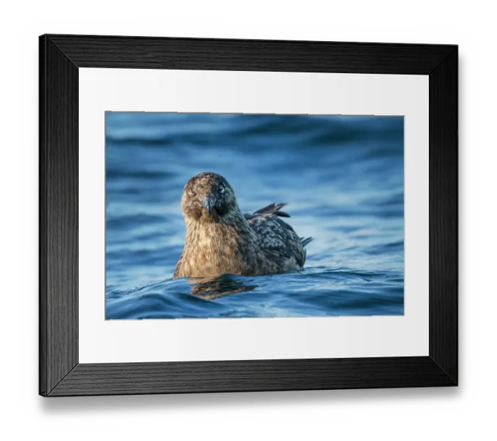 Framed Print : Great skua (Stercorarius skua) on water, Hermaness National Scenic Area, Shetland Islands, Scotland, UK. July Framed Print : Great skua (Stercorarius skua) on water, Hermaness National Scenic Area, Shetland Islands, Scotland, UK. July