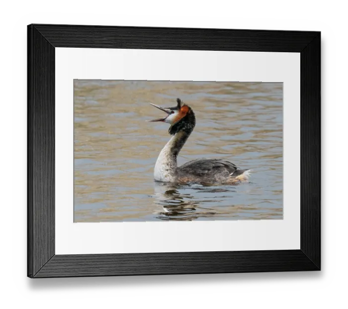 Framed Print : Great crested grebe (Podiceps cristatus) on water calling, Cherine Nature Reserve, La Brenne, France. April Framed Print : Great crested grebe (Podiceps cristatus) on water calling, Cherine Nature Reserve, La Brenne, France. April