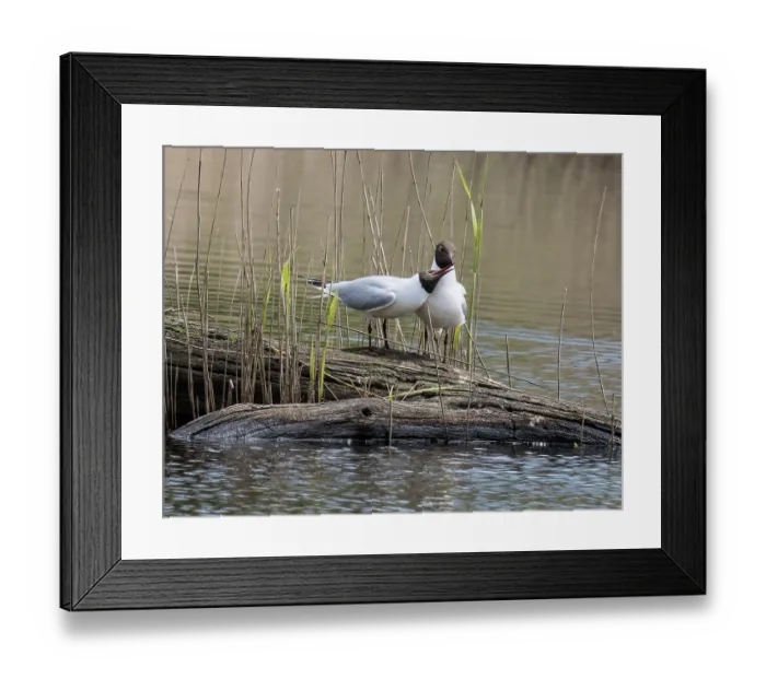 Framed Print : Black-headed gulls (Larus ridibundus) pair selecting nest site, female soliciting copulation, Cherine Nature Reserve, La Brenne, France. April Framed Print : Black-headed gulls (Larus ridibundus) pair selecting nest site, female soliciting copulation, Cherine Nature Reserve, La Brenne, France. April