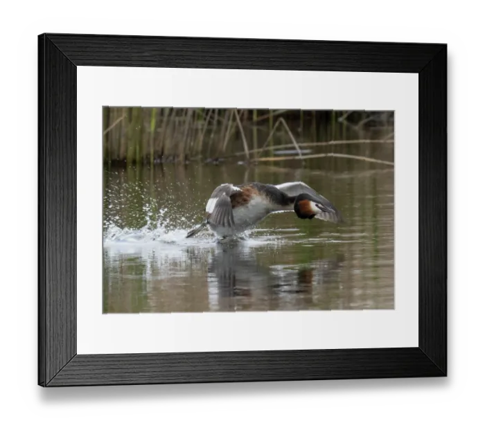 Framed Print : Great crested grebe (Podiceps cristatus) running and taking off from the water, Cherine Nature Reserve, La Brenne, France. April Framed Print : Great crested grebe (Podiceps cristatus) running and taking off from the water, Cherine Nature Reserve, La Brenne, France. April