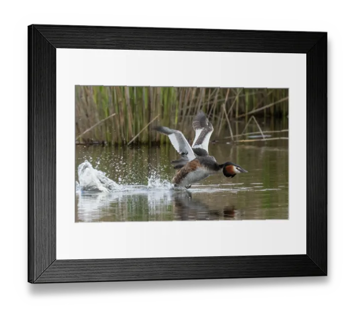 Framed Print : Great crested grebe (Podiceps cristatus) running and taking off from the water, Cherine Nature Reserve, La Brenne, France. April Framed Print : Great crested grebe (Podiceps cristatus) running and taking off from the water, Cherine Nature Reserve, La Brenne, France. April