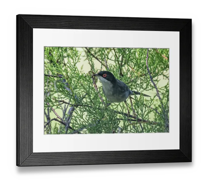 Framed Print : Sardinian warbler (Curruca melanocephala) perched in scrub vegetation, Olhao Salt Pans, Algarve, Portugal. April Framed Print : Sardinian warbler (Curruca melanocephala) perched in scrub vegetation, Olhao Salt Pans, Algarve, Portugal. April