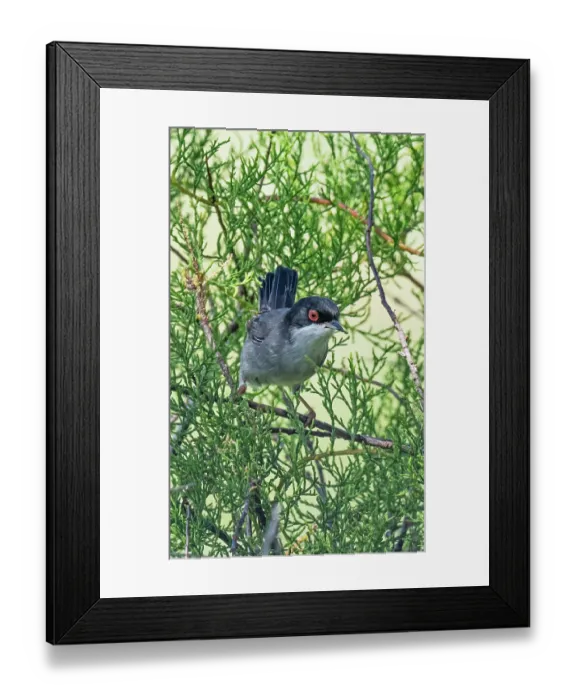 Framed Print : Sardinian warbler (Curruca melanocephala) perched in scrub vegetation, Olhao Salt Pans, Algarve, Portugal. April
