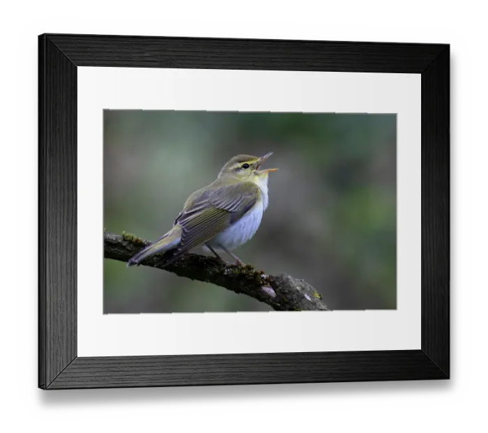 Framed Print : RF - Wood warbler (Phylloscopus sibilatrix) male, perched on branch singing, Northamptonshire, England, UK. June Framed Print : RF - Wood warbler (Phylloscopus sibilatrix) male, perched on branch singing, Northamptonshire, England, UK. June