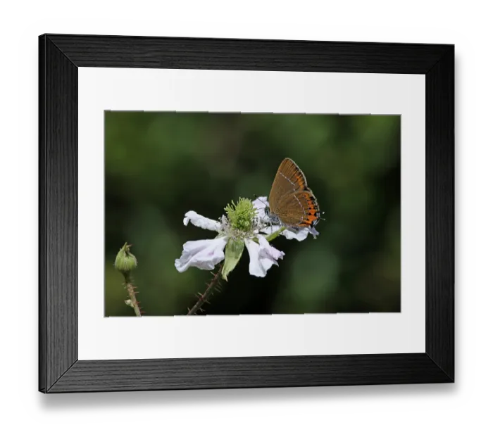 Framed Print : RF - Black hairstreak (Satyrium pruni) nectaring on flower, Northamptonshire, England, UK. June. (This image may be licensed either as rights managed or royalty free.) Framed Print : RF - Black hairstreak (Satyrium pruni) nectaring on flower, Northamptonshire, England, UK. June. (This image may be licensed either as rights managed or royalty free.)