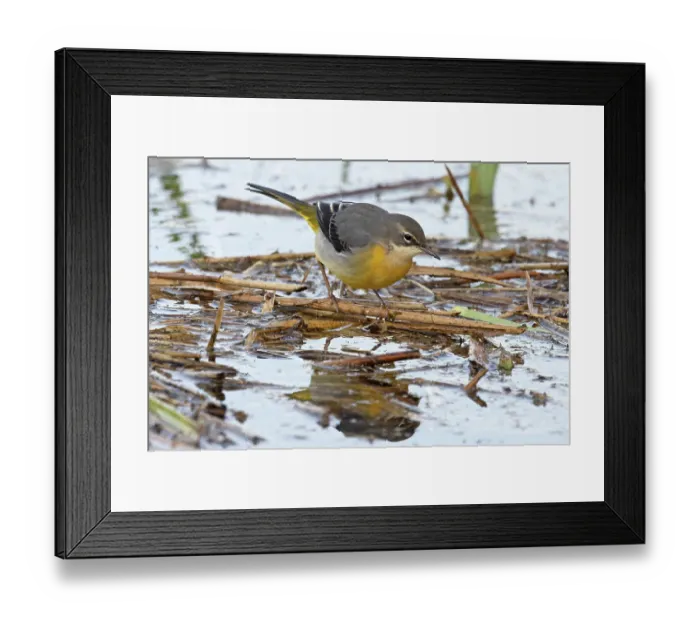 Framed Print : RF - Grey wagtail (Motacilla cinerea) winter plumage, foraging for insects, Norfolk, England, UK. November. (This image may be licensed either as rights managed or royalty free.) Framed Print : RF - Grey wagtail (Motacilla cinerea) winter plumage, foraging for insects, Norfolk, England, UK. November. (This image may be licensed either as rights managed or royalty free.)