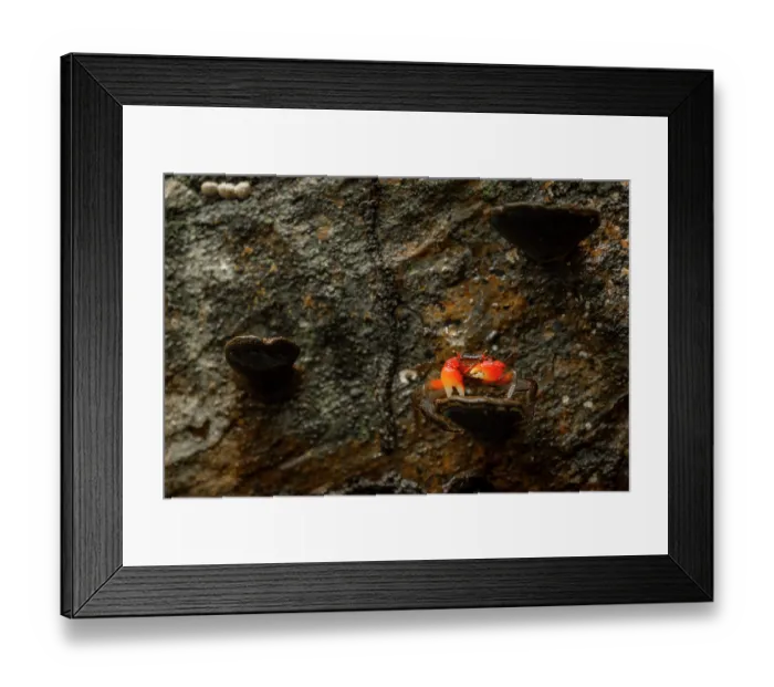 Framed Print : Arboreal crab (Malagasya antongilensis) on mushroom, Masoala National Park, Madagascar, March 2018 Framed Print : Arboreal crab (Malagasya antongilensis) on mushroom, Masoala National Park, Madagascar, March 2018