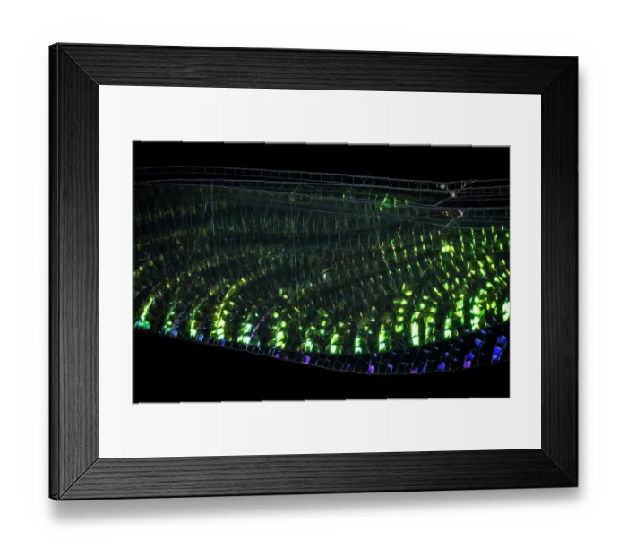 Framed Print : Iridescent damselfly (Zygoptera) wing detail, at night in tropical rainforest. Masoala National Park, Madagascar Framed Print : Iridescent damselfly (Zygoptera) wing detail, at night in tropical rainforest. Masoala National Park, Madagascar