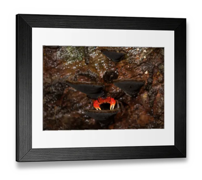 Framed Print : Arboreal crab (Malagasya antongilensis) on a mushroom, Masoala National Park, Madagascar Framed Print : Arboreal crab (Malagasya antongilensis) on a mushroom, Masoala National Park, Madagascar