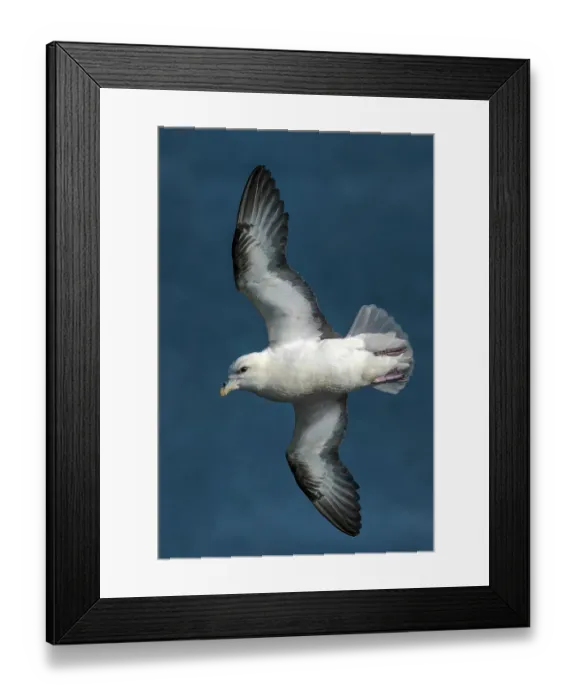 Framed Print : RF - Fulmar (Fulmarus glacialis) in flight, Shetland Islands, Scotland, UK. July. (This image may be licensed either as rights managed or royalty free.) Framed Print : RF - Fulmar (Fulmarus glacialis) in flight, Shetland Islands, Scotland, UK. July. (This image may be licensed either as rights managed or royalty free.)