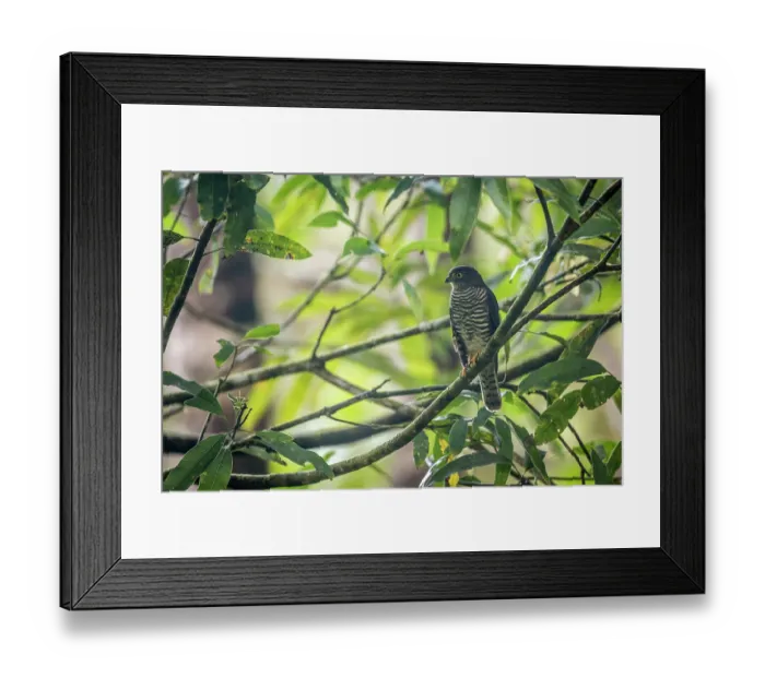 Framed Print : Madagascar sparrowhawk (Accipiter madagascariensis) perched on tree, Masoala National Park, Madagascar Framed Print : Madagascar sparrowhawk (Accipiter madagascariensis) perched on tree, Masoala National Park, Madagascar