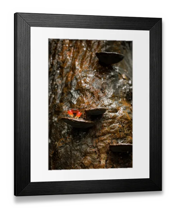 Framed Print : Arboreal crab (Malagasya antongilensis) on a mushroom, Masoala National Park, Madagascar Framed Print : Arboreal crab (Malagasya antongilensis) on a mushroom, Masoala National Park, Madagascar
