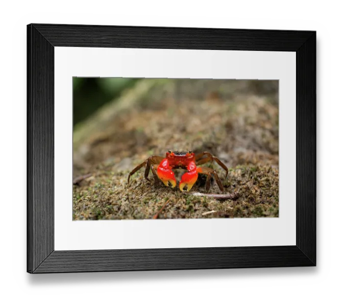 Framed Print : Arboreal crab (Malagasya antongilensis) portrait, Masoala National Park, Madagascar Framed Print : Arboreal crab (Malagasya antongilensis) portrait, Masoala National Park, Madagascar