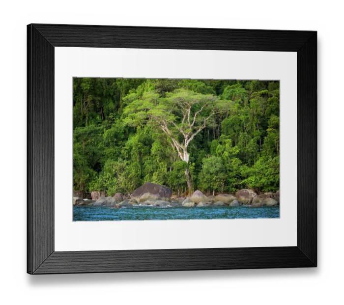 Framed Print : Coastal rainforest, Masoala National Park, Madagascar. March, 2018 Framed Print : Coastal rainforest, Masoala National Park, Madagascar. March, 2018
