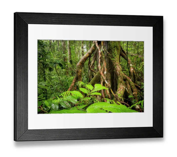 Framed Print : Branching aerial roots of tree in tropical rainforest, Masoala National Park, Madagascar. March, 2018 Framed Print : Branching aerial roots of tree in tropical rainforest, Masoala National Park, Madagascar. March, 2018