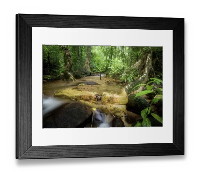 Framed Print : Large buttress roots and a small stream in the rainforest, Masoala National Park, Madagascar. March, 2018 Framed Print : Large buttress roots and a small stream in the rainforest, Masoala National Park, Madagascar. March, 2018