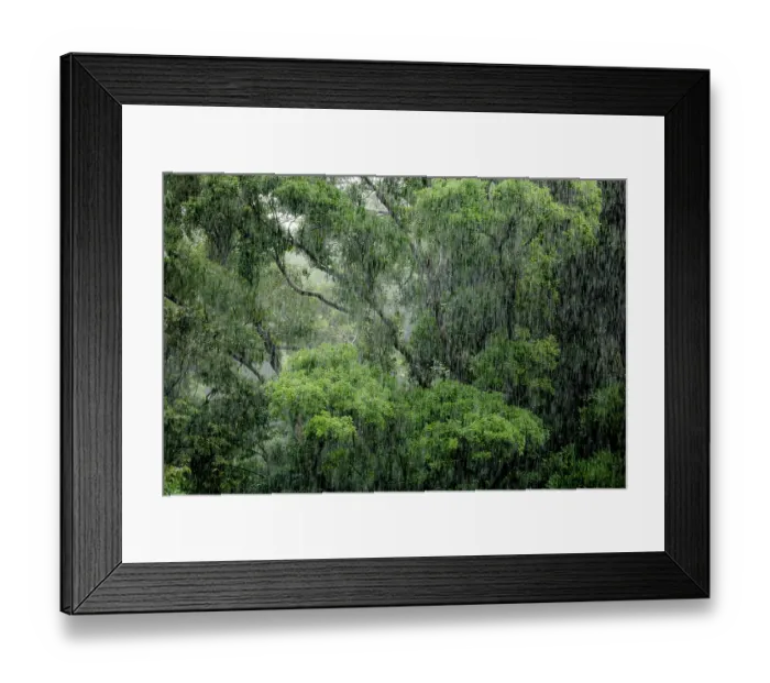 Framed Print : RF - Tropical forest during a rain storm, Masoala National Park, Madagascar. March, 2018. (This image may be licensed either as rights managed or royalty free.) Framed Print : RF - Tropical forest during a rain storm, Masoala National Park, Madagascar. March, 2018. (This image may be licensed either as rights managed or royalty free.)