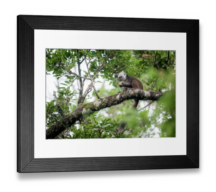 Framed Print : White-fronted brown lemur (Eulemur albifrons) male, sitting in tree eating fruit, Masoala National Park, Madagascar Framed Print : White-fronted brown lemur (Eulemur albifrons) male, sitting in tree eating fruit, Masoala National Park, Madagascar